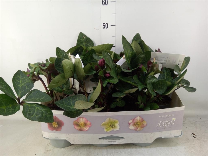 <h4>Helleborus  'Fkiss Vibey Velve'</h4>