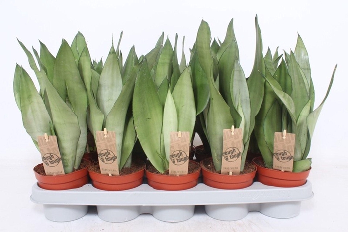 <h4>Sansevieria Moonshine</h4>