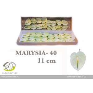 ANTH A MARYSIA 40 xl