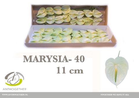 <h4>ANTH A MARYSIA 40 xl</h4>