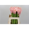 Zantedeschia Eydolls Pink
