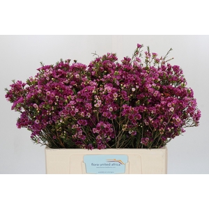 Chamelaucium 'Nina's Delight'