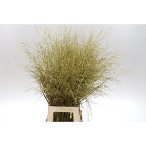 Siergr Panicum Warrior Goud