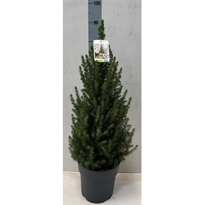 PICEA GL CONICA