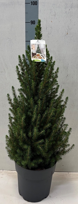<h4>PICEA GL CONICA</h4>