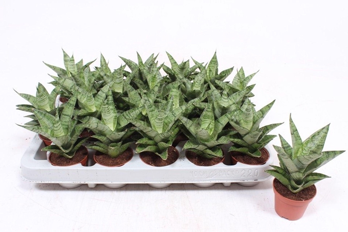 <h4>Sansevieria Cylindrica</h4>