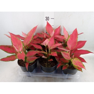 Aglaonema  'Cherry Baby'