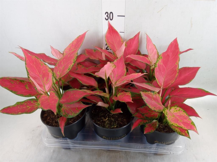 <h4>Aglaonema  'Cherry Baby'</h4>