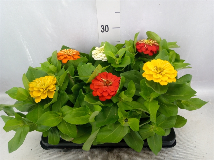 <h4>Zinnia elegans 'Dreamland'   ...mix</h4>