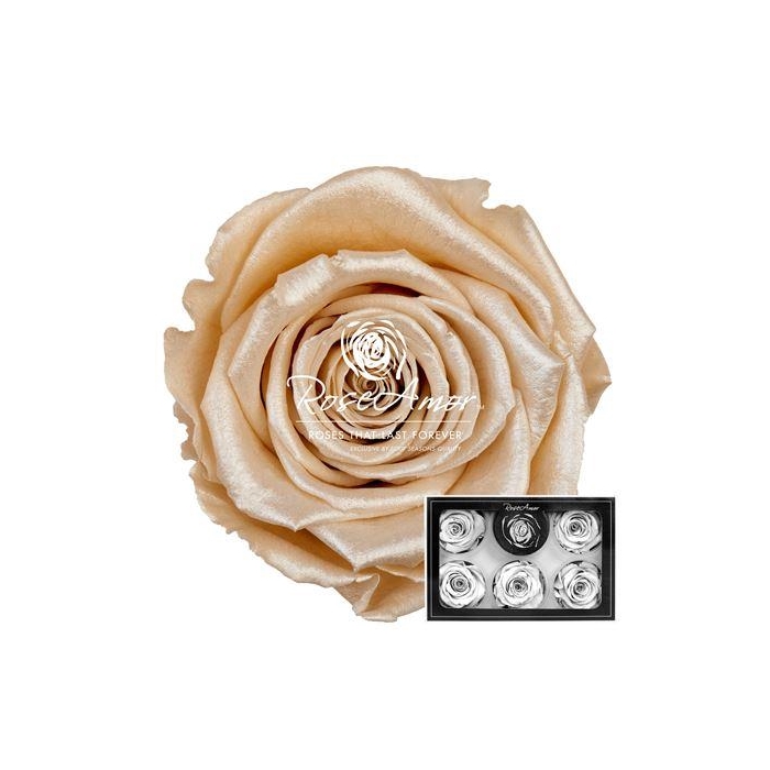 <h4>Xl Satin Champagne Cha01</h4>