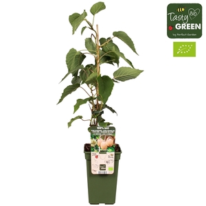 Actinidia Kiwi-huwelijk Bio P19