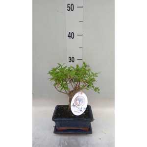 Bonsai   ...mix
