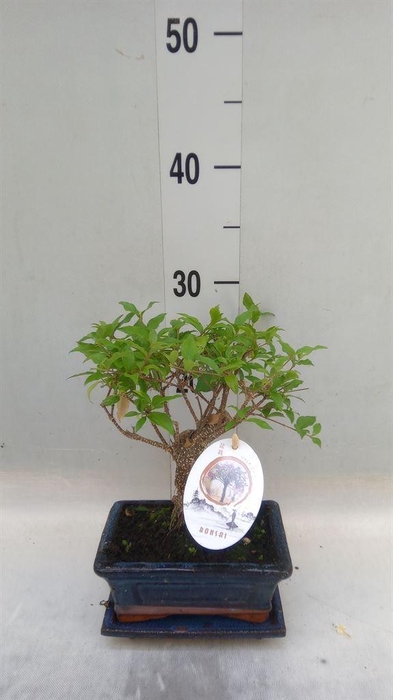 <h4>Bonsai   ...mix</h4>
