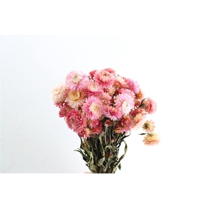Dried Helichrysum Pink Bunch