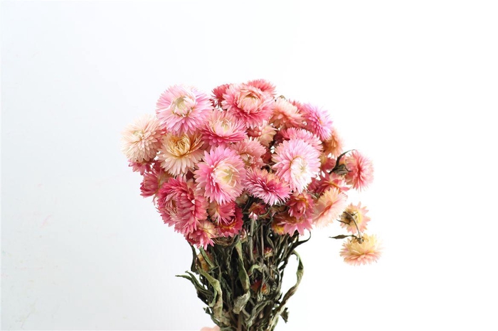 <h4>Dried Helichrysum Pink Bunch</h4>