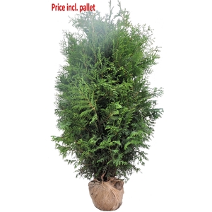 Thuja occ. Brabant, plantmaat 180-200 cm - Rondgestoken - KLUIT