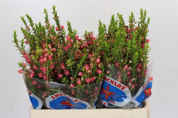 <h4>Chamecordia Rey</h4>