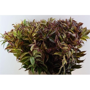 Leucothoe Walteri Rainbow