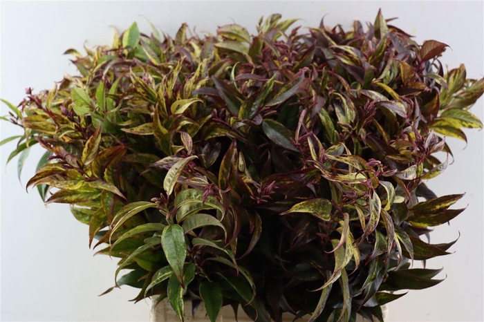 <h4>Leucothoe Walteri Rainbow</h4>