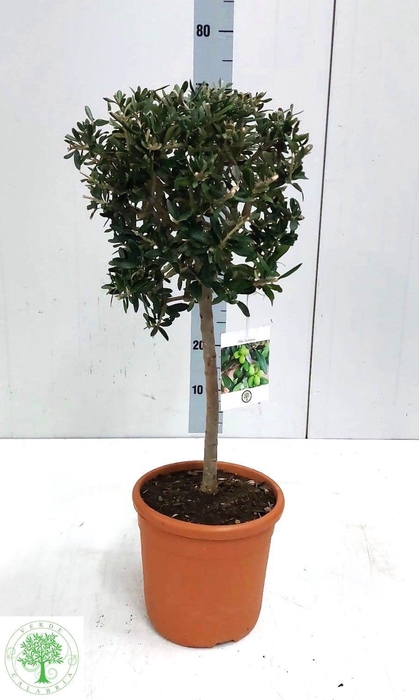<h4>OLEA EUROPAEA</h4>