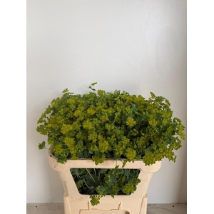 BUPLEURUM ROTUNDIFOL