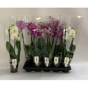 PHAL GEM