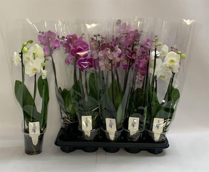 <h4>PHAL GEM</h4>