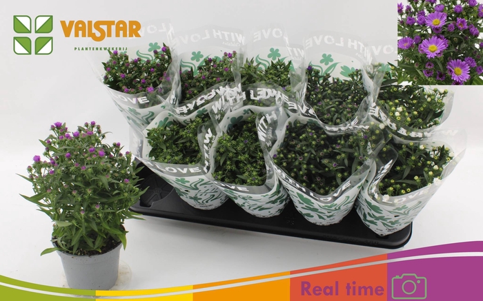<h4>ASTE STARL GEM</h4>
