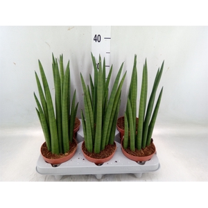 Sansevieria   ...