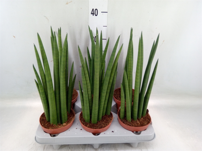 <h4>Sansevieria   ...</h4>