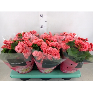 Begonia elat. DU 'Borias'