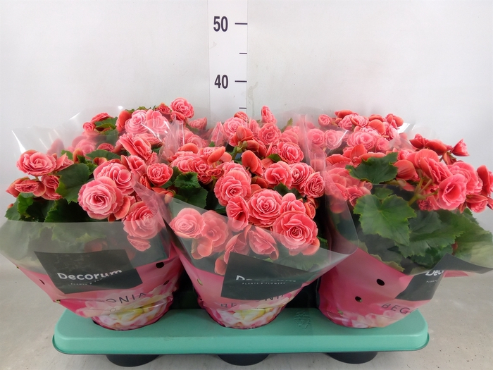 <h4>Begonia elat. DU 'Borias'</h4>