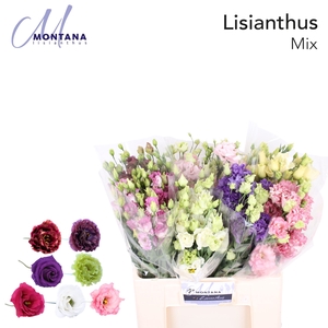Lisianthus do mix in bucket