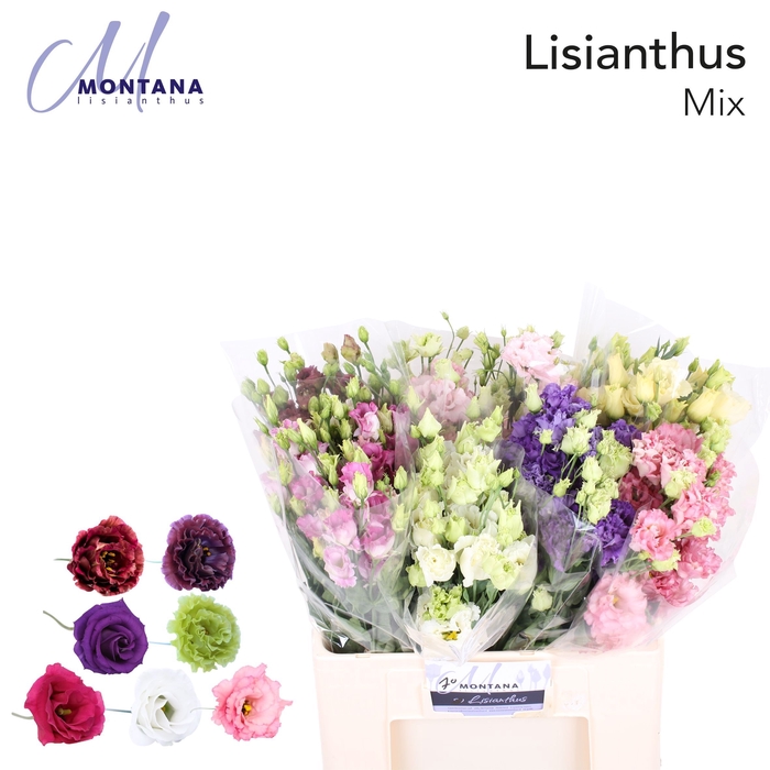 Lisianthus do mix in bucket