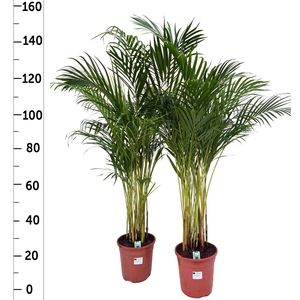 DYPSIS LUTESCENS