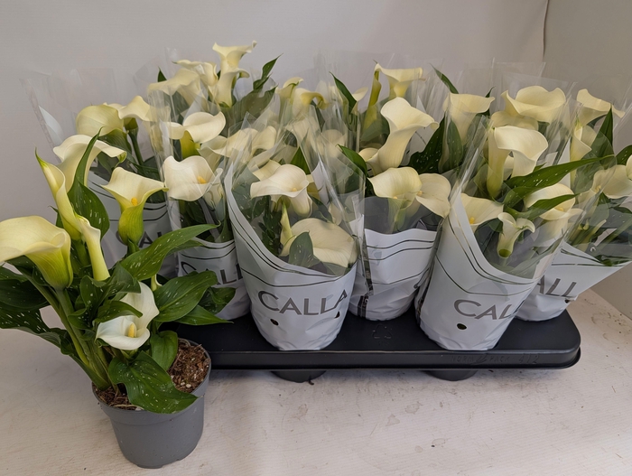 <h4>ZANT CAPT FRESCO</h4>