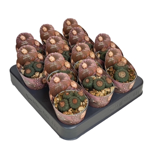 CACTUS OV