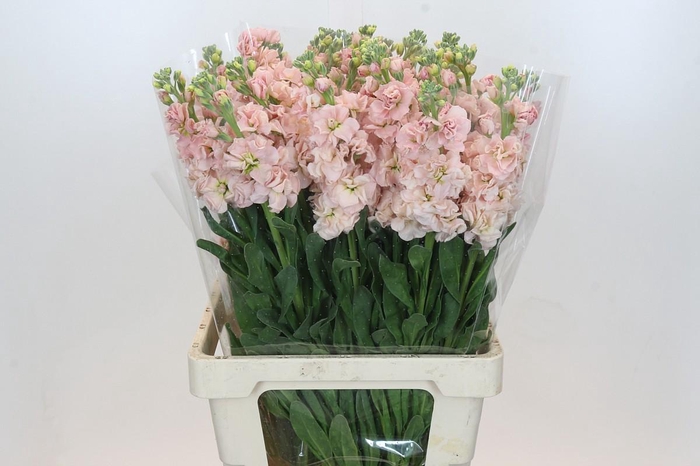 Matthiola Iron Apricot