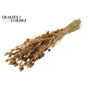 Phalaris per bunch Antique Gold