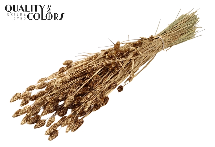 Phalaris per bunch Antique Gold