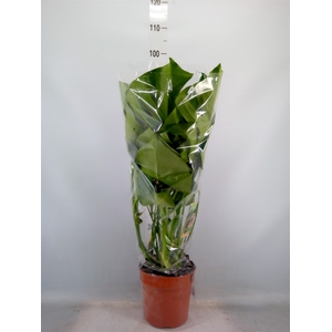 Monstera delic.