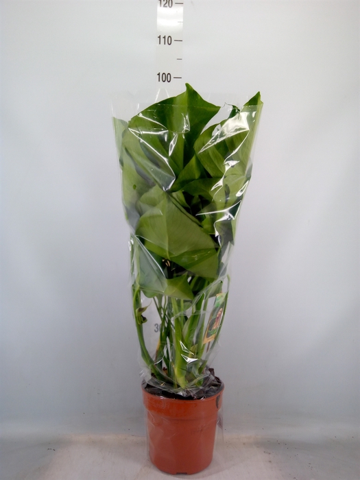 <h4>Monstera delic.</h4>