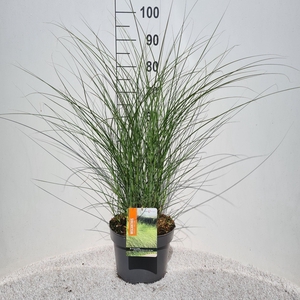 Miscanthus Sin. Morning light P26