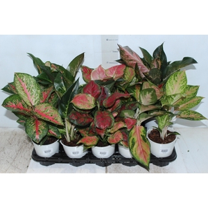AGLAONEMA VARIADA P12 PREMIUM