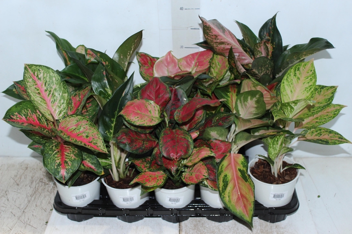 <h4>AGLAONEMA VARIADA P12 PREMIUM</h4>