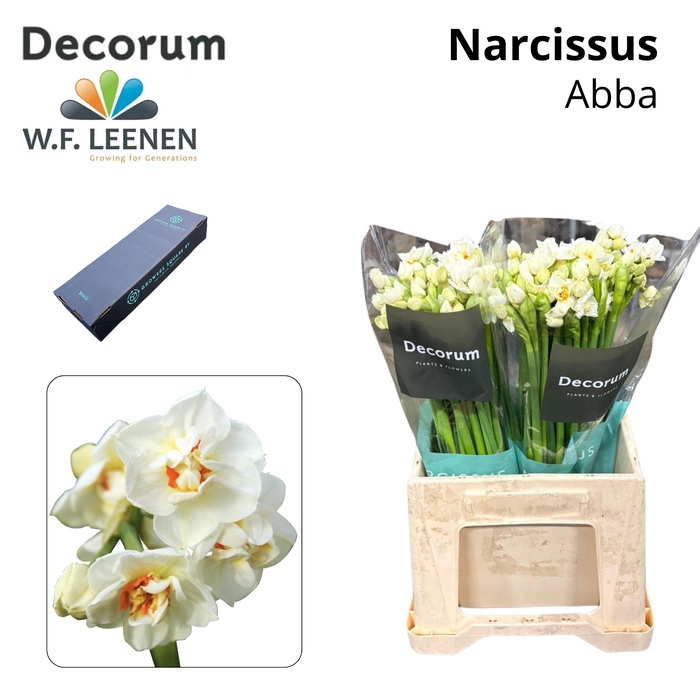<h4>Narcissus Abba Small Box 100</h4>