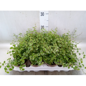 Ficus pumila 'White Sunny'