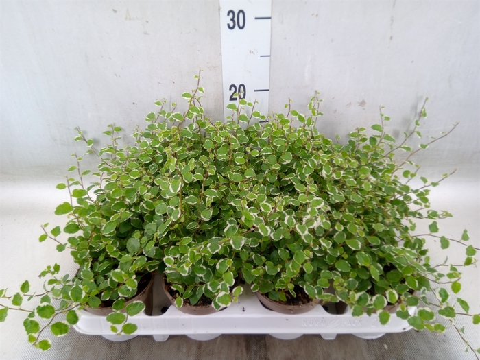 <h4>Ficus pumila 'White Sunny'</h4>