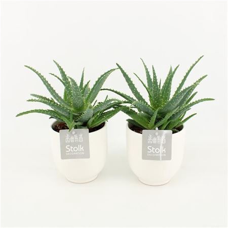 <h4>Aloe Arborescens Liv Keramiek</h4>