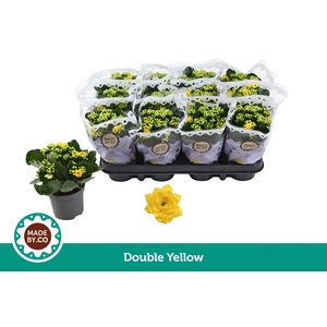 Kalanchoë Double Yellow